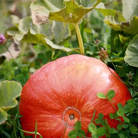 ベッド・アンド・ブレックファスト Rejaillir